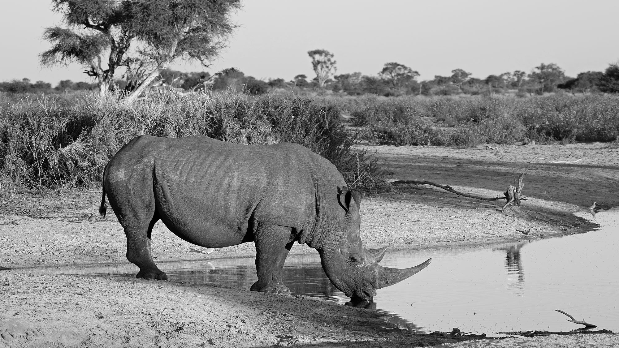 Urban Rhino Gin: Good, Bottled: From Quality To Conservation