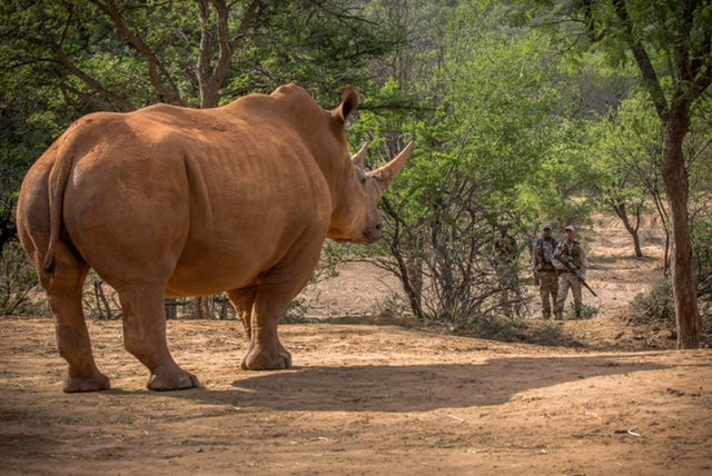 Transforming Rhino Security with Effective Communication