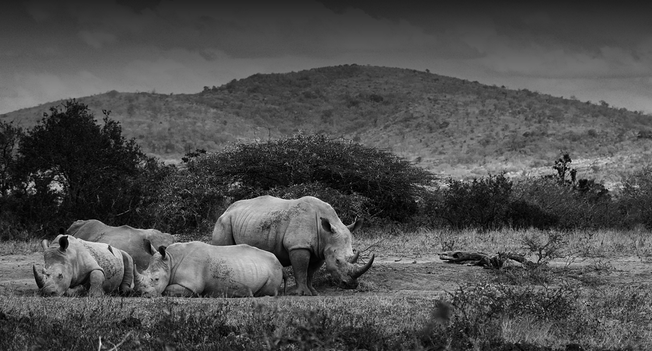 Urban Rhino Gin Featured In Top 10 Conservation Spirit Brands