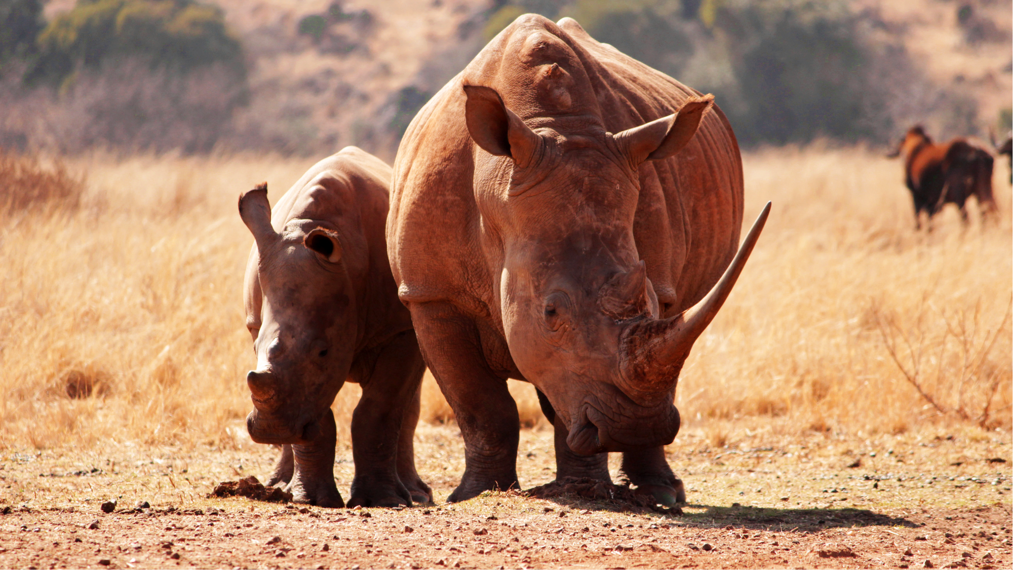 Waterberg Rhino UK Is Our Charity Partner