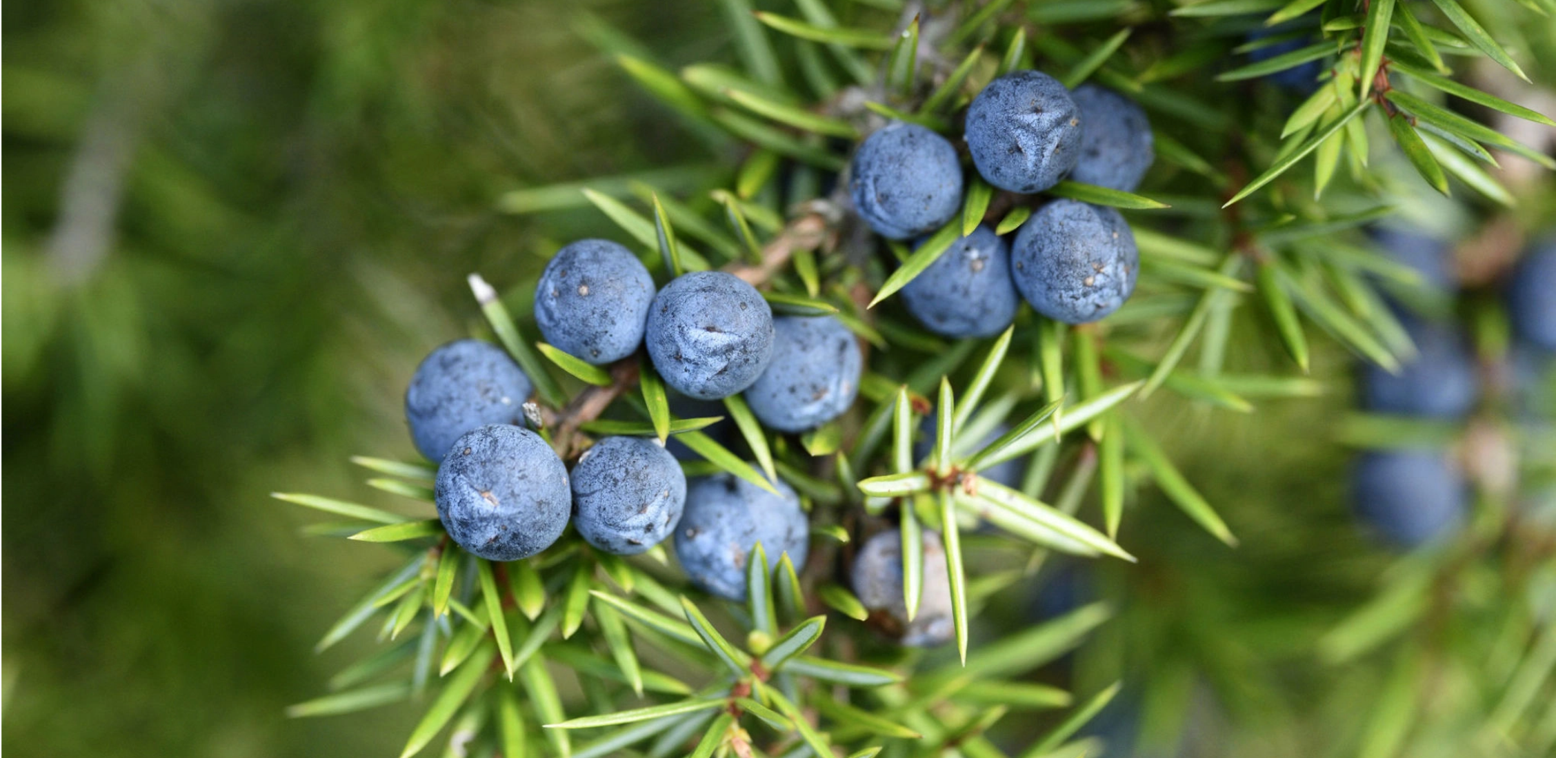 Contact us and ask us anything about our Gin - Juniper berries