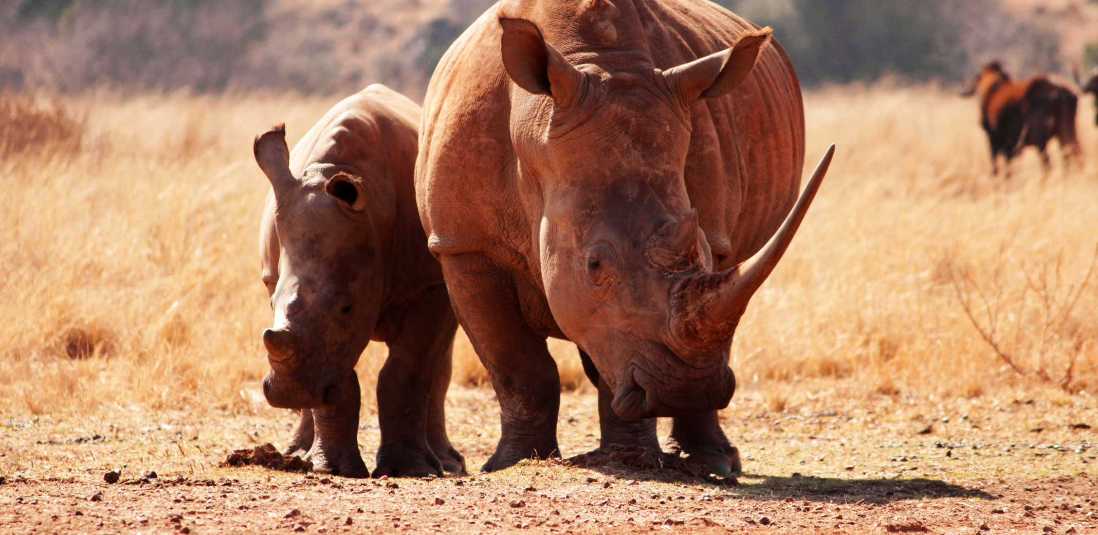 Saving baby rhinos by drinking gin